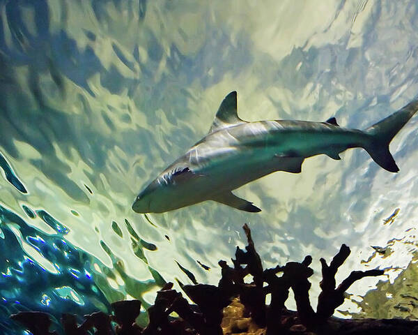 Bull Shark Poster featuring the photograph Predator of the Sea by Jill Love