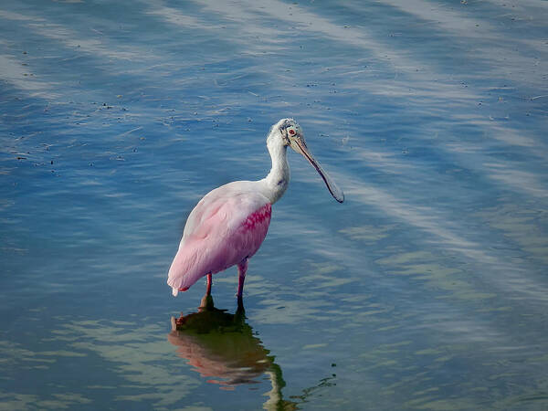 Spoonbill Poster featuring the photograph Pretty in Pink by Laura Putman