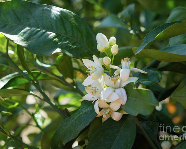 Orange Blossom Poster featuring the photograph Pretty white orange blossoms and green leaves by Adriana Mueller