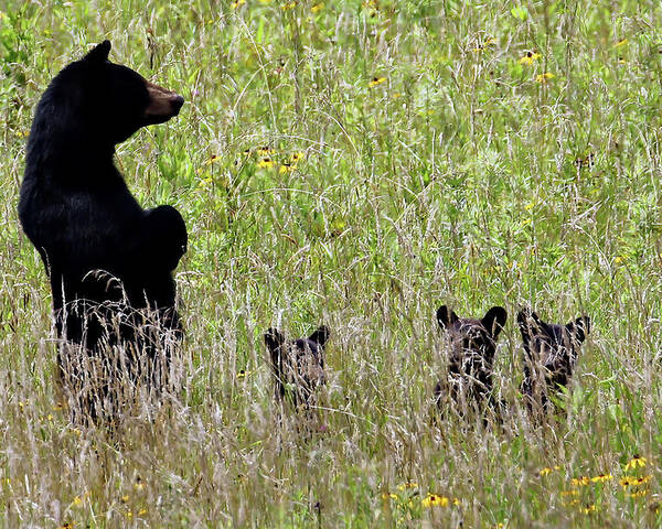 Tennessee Poster featuring the photograph Protective Black Bear by Jennifer Robin