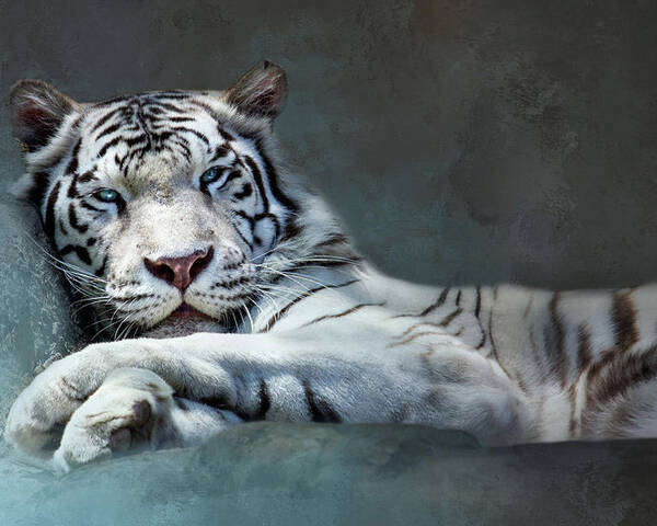 Tiger Poster featuring the digital art Purrfectly Content by Nicole Wilde