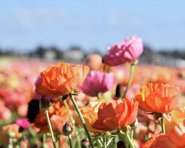Ranunculus Poster featuring the photograph Reaching for the Sky by Christina McGoran