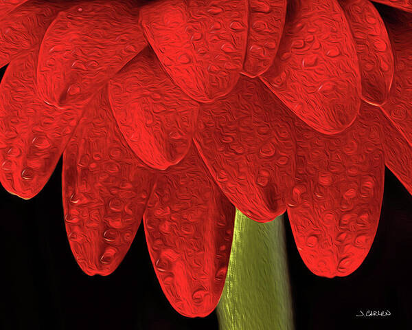 Flowers Poster featuring the photograph Dripping Red by Jim Carlen