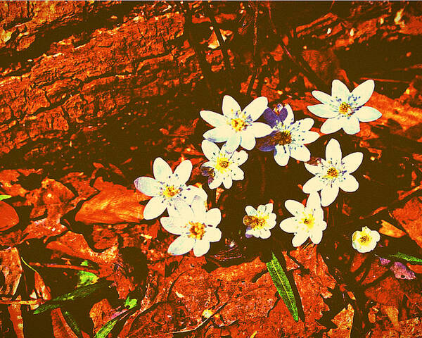 Anemones Poster featuring the photograph First Wood Anemones of Spring by Stacie Siemsen