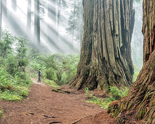 California Poster featuring the photograph Redwood Mystical Fog by Rudy Wilms