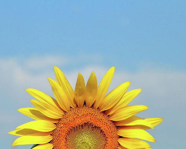 Sunflower Poster featuring the photograph Rising Sun by Lens Art Photography By Larry Trager