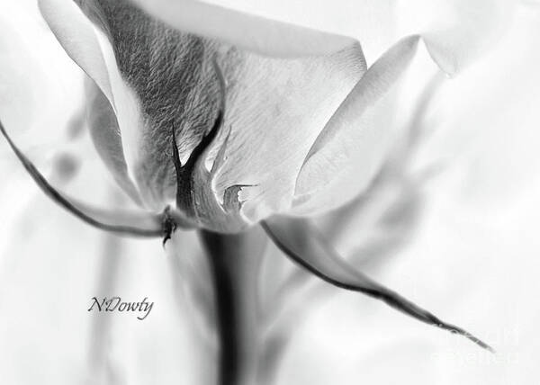 Rose Sepal Bw Poster featuring the photograph Rose Sepal BW by Natalie Dowty