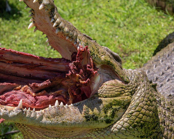 Saltwater Poster featuring the photograph Saltwater Crocodile Eating by Carolyn Hutchins