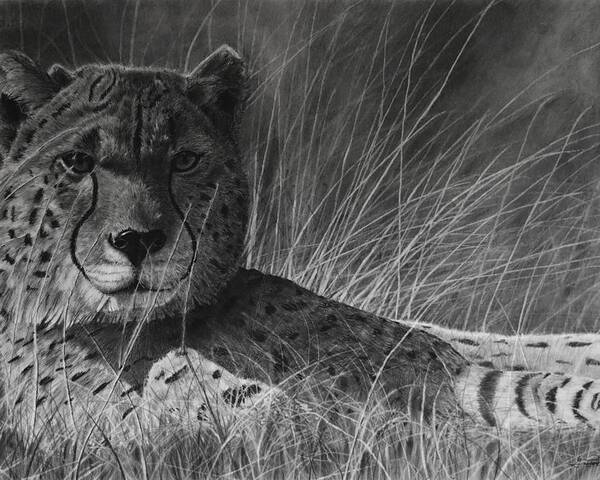Cheetah Poster featuring the drawing Savannah by Greg Fox