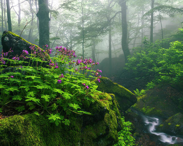 Geranium Poster featuring the photograph Scent of Spring by Evgeni Dinev
