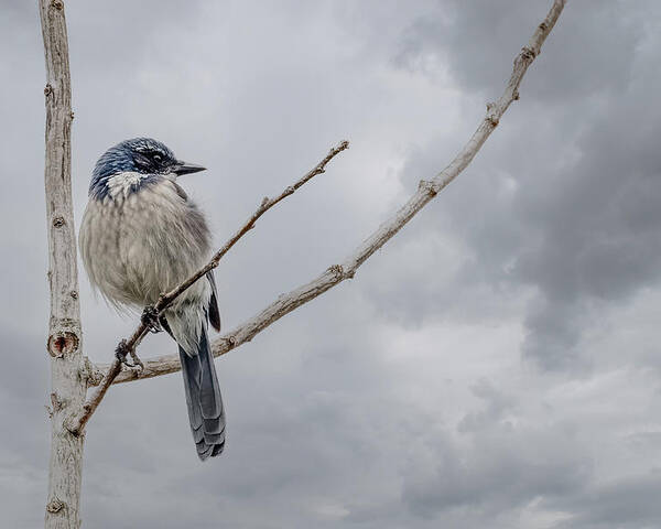 Jay Poster featuring the photograph Scrub Jay by Jerry Cahill