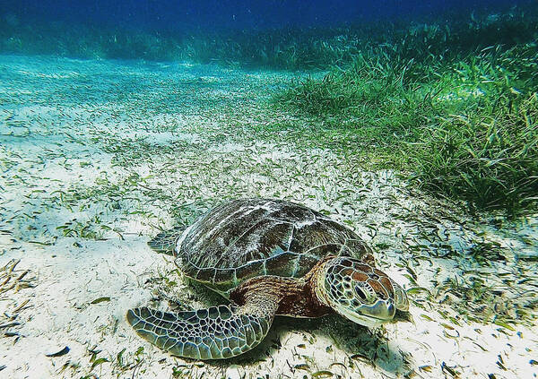 Belize Poster featuring the photograph Sea turtle on the outskirts of the Belize barrier reef by Devin Wilson