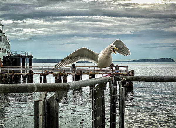 Seagull Poster featuring the photograph Seagull on the move by Anamar Pictures