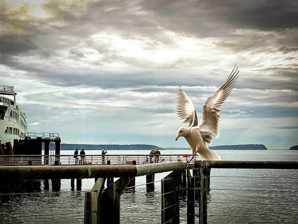 Seabird Poster featuring the photograph Seagull's landing by Anamar Pictures