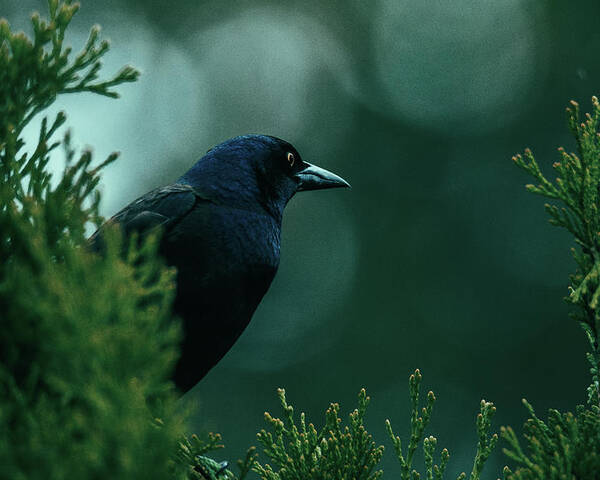 Grackle Poster featuring the photograph Searching by Rich Kovach
