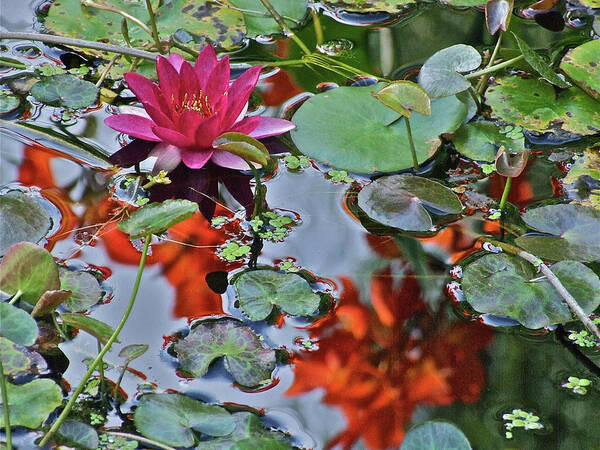 Waterlily: Water Garden Poster featuring the photograph September Rose Water Lily 1 by Janis Senungetuk