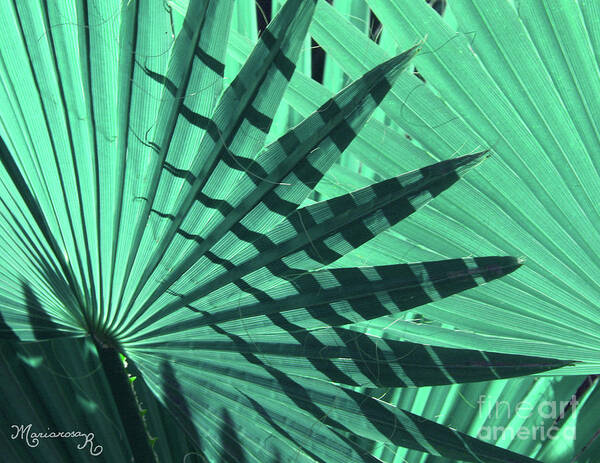 Nature Poster featuring the photograph Shadows on Palm Leaves by Mariarosa Rockefeller