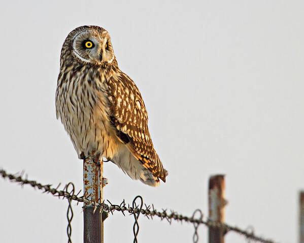 Birds Poster featuring the photograph Short-eared Owl by Wesley Aston