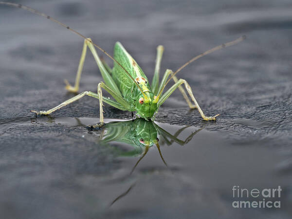 Sip Mirror Reflection Beautiful Green Eyes Cricket Drinking Water Insect Six Legs Unique Bizarre Close Up Macro Natural History Looking Humor Funny Single One Life-style Portrait Whiskers Delicate Vivid Color Beauty Alone Posing Elegant Handsome Figure Character Expressive Charming Singular Stylish Solo Fantastic Solitary Lonesome Loner Pretty Delightful Serenity Enjoying Joy Stimulating Mysterious Surreal Creative Fantasy Weird Imaginary Aesthetic Eccentric Grotesque Peculiar Face Puddle Nice Poster featuring the photograph Sip Of Water - Am I Beautiful? by Tatiana Bogracheva