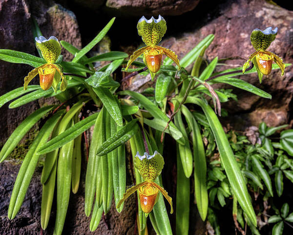 Slipper Poster featuring the photograph Slipper Orchids by Micah Offman
