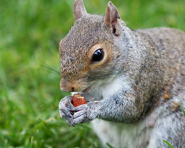 Squirrel Poster featuring the photograph Snack Break for Squirrel by Rona Black
