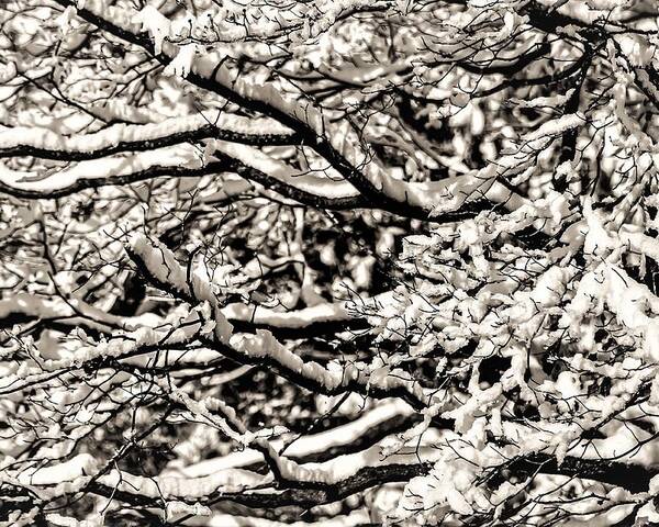 Snow Branch Tree B&w Poster featuring the photograph Snow Branch by John Linnemeyer