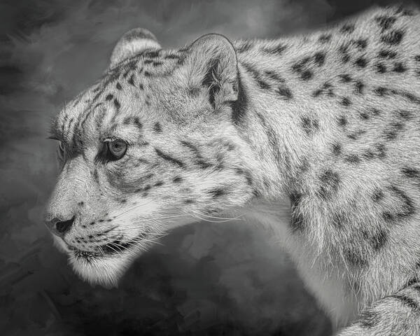 Snow Leopard Poster featuring the digital art Snow Leopard by Nicole Wilde
