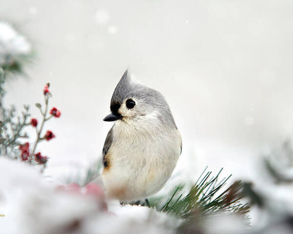 Birds Poster featuring the photograph Snow White Tufted Titmouse by Christina Rollo