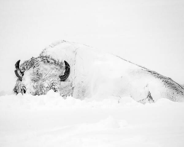 Snow Poster featuring the photograph Snowy Buffalo by D Robert Franz