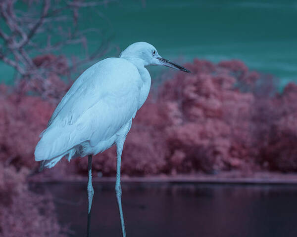 Bird Poster featuring the photograph Snowy Egret by Carolyn Hutchins