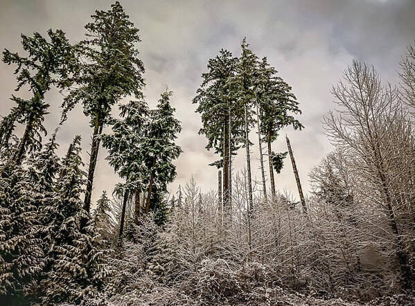 Forest Poster featuring the photograph Snowy Forest by Anamar Pictures