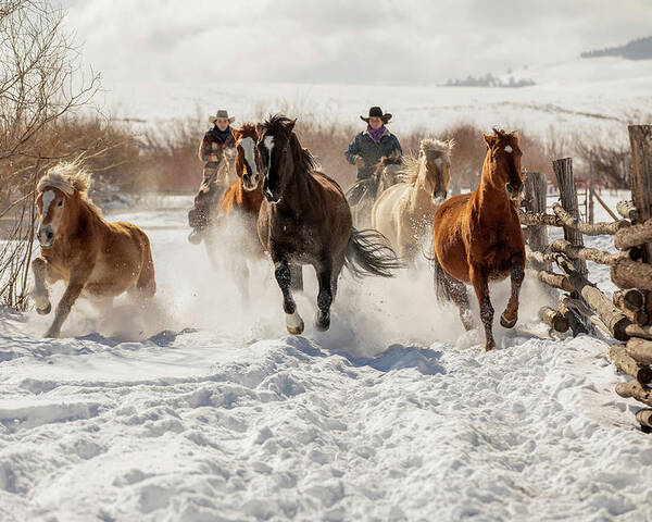 Horses Poster featuring the photograph Snowy Ranch Horse Run by Dawn Key