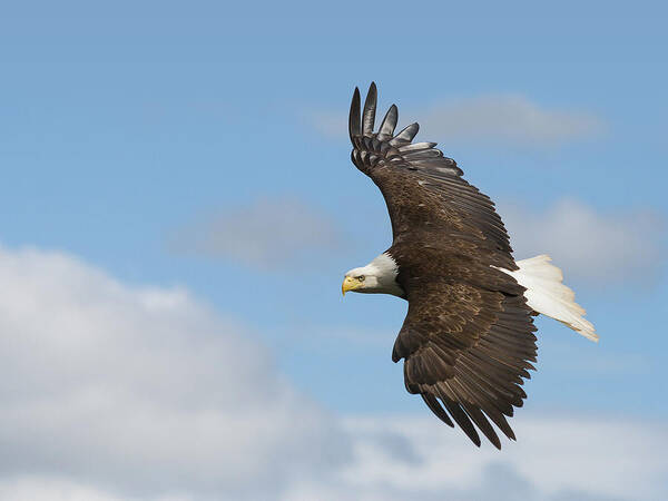 Bald Eagle Poster featuring the photograph Soaring Eagle by Michael Rauwolf