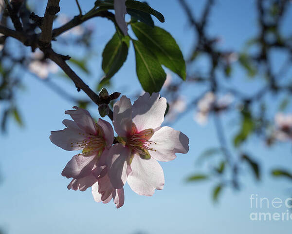 Almond Blossom Poster featuring the photograph Soft pink petals and almond blossom in Spain by Adriana Mueller