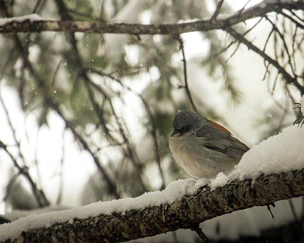 Wildlife Poster featuring the photograph Songbird in Winter by Laura Putman