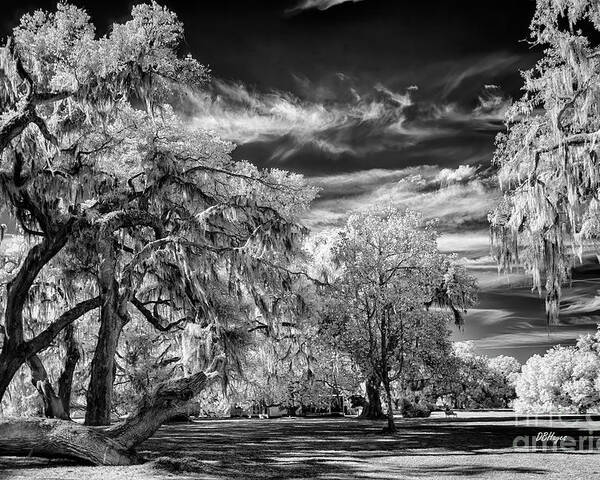 Black & White Poster featuring the photograph Southern Charm by DBHayes by DB Hayes