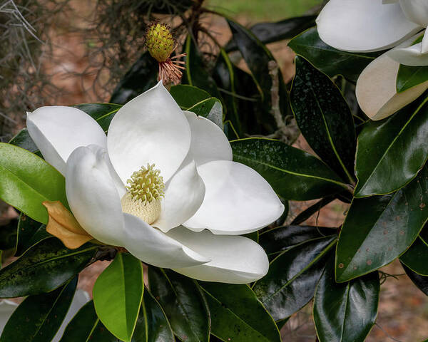 Southern Magnolia Poster featuring the photograph Southern Magnolia Flower by Bradford Martin