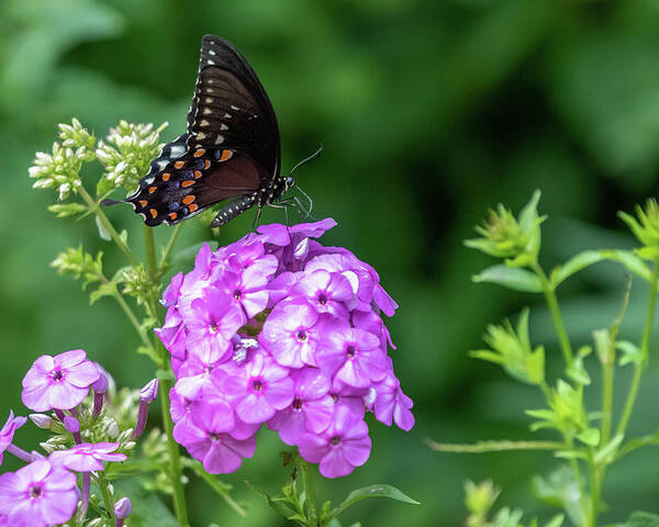 Lenoir Preserve Poster featuring the photograph Spicebush Swallowtail by Kevin Suttlehan