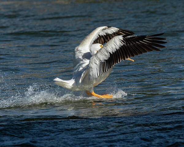 American White Pelican Poster featuring the photograph Splash Down 2016 by Thomas Young