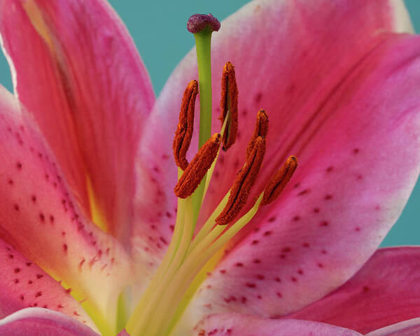 Lily Poster featuring the photograph Stargazer Lily by Tina Horne