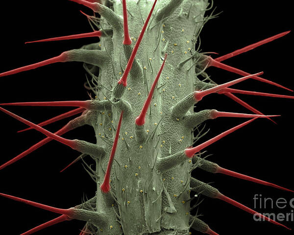 Alternative Medicine Poster featuring the photograph Stinging Nettle SEM by Ted Kinsman