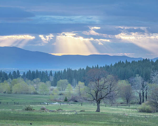 Sunbeam Poster featuring the photograph Sunbeam Meadow by Randy Robbins