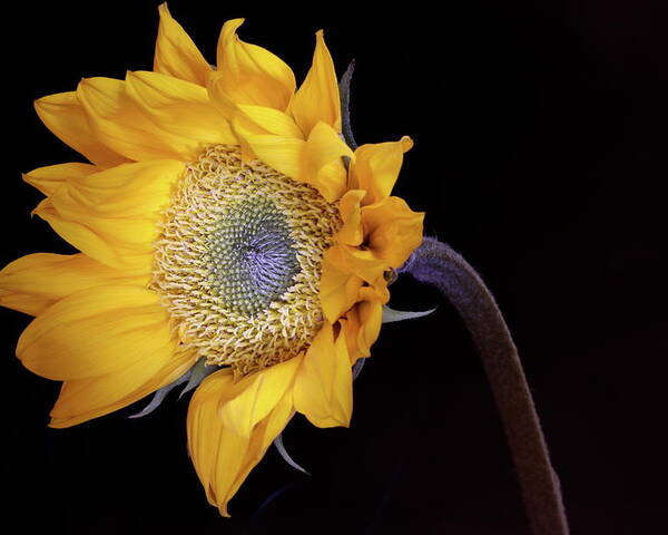 Macro Poster featuring the photograph Sunflower 031708 by Julie Powell
