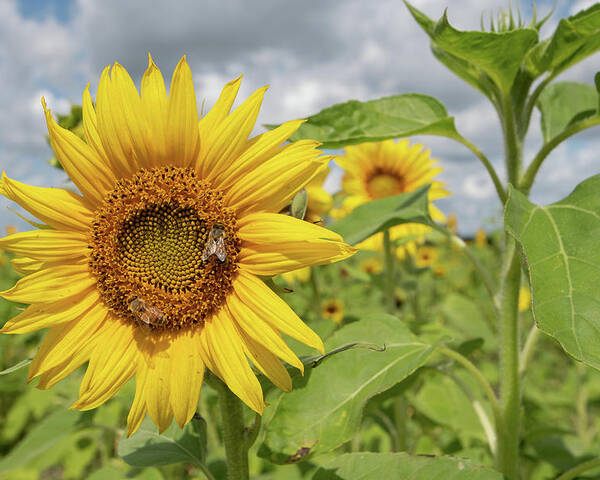 Sunflower Poster featuring the photograph Sunflower with Honeybee by Carolyn Hutchins