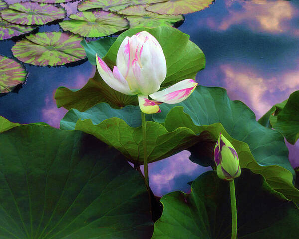 Lotus Poster featuring the photograph Sunset Pond Lotus by Jessica Jenney