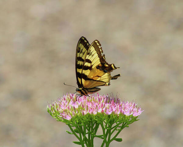 Swallowtail Poster featuring the photograph Swallowtail Butterfly Endures by Christopher Reed