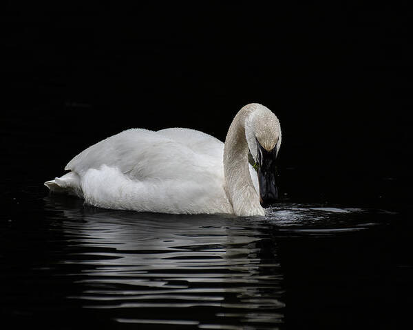 Swan Poster featuring the photograph Swan by Jerry Cahill
