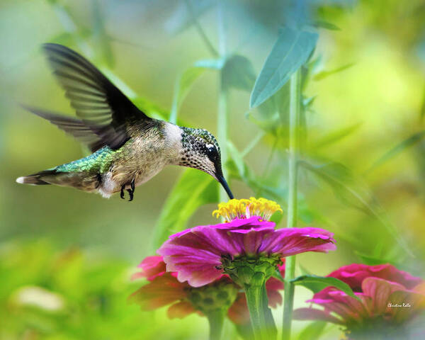 Hummingbird Poster featuring the photograph Sweet Success by Christina Rollo