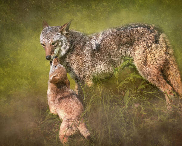 Coyote Poster featuring the digital art Tender Moment by Nicole Wilde