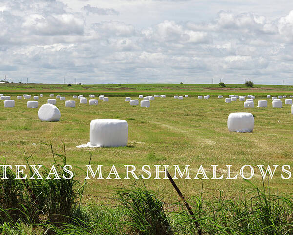 Harvest Poster featuring the photograph Texas Marshmallows by Steve Templeton